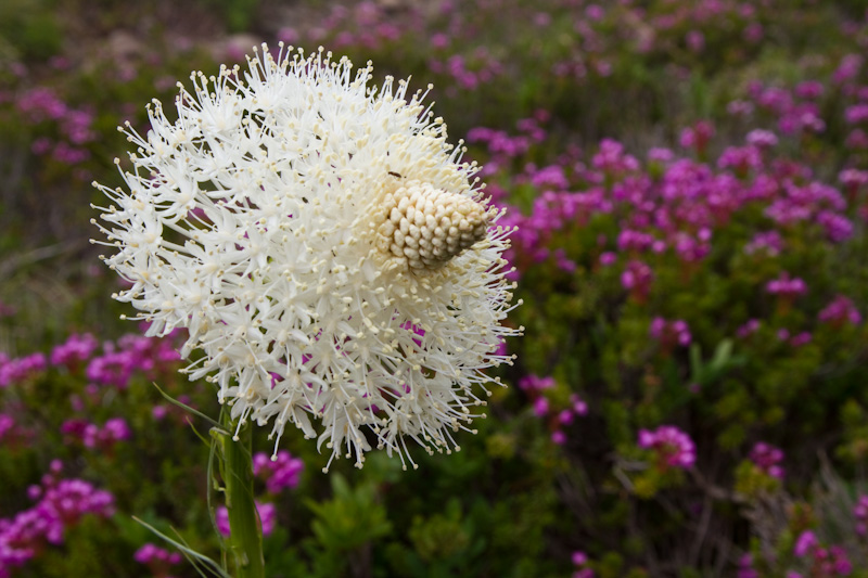 Bear Grass Flower